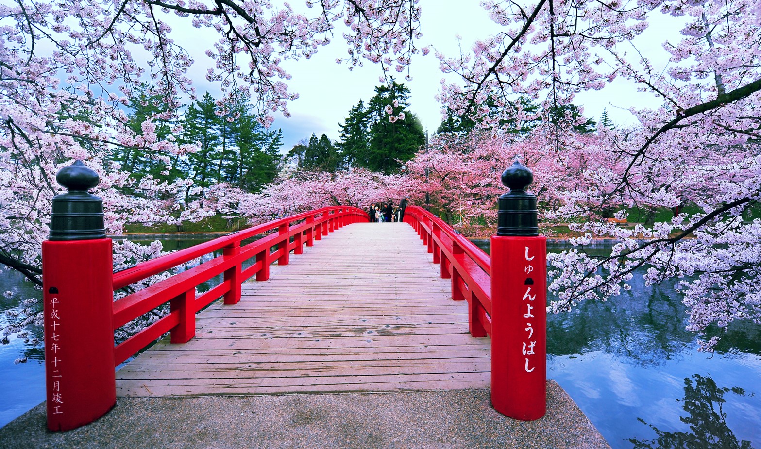 FSSA_japan_focus_cherryblossoms.jpg