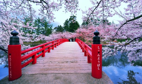 FSSA_japan_focus_cherryblossoms.jpg